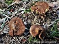 Inocybe calospora-amf1001-1